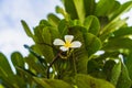 White tropical flowers Plumeria, Frangipani defoliate on the tree