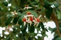 White tropical flowers on a tree