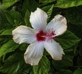 White Tropical Hibiscus Flowers Easter Island Chile Royalty Free Stock Photo