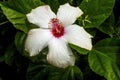 White Tropical Hibiscus Flowers Easter Island Chile Royalty Free Stock Photo