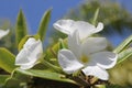 White Tropical Palm Tree Flowers with a Blue Sky Backdrop