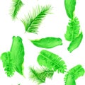 White Tropical Plant. Natural Seamless Leaf. Organic Pattern Plant. Green Drawing Foliage. Banana Leaf. Spring Botanical. Royalty Free Stock Photo