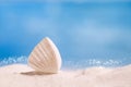 White tropical shell on white Florida beach sand under sun light