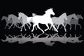 White Trotting horses silhouette on black background Royalty Free Stock Photo