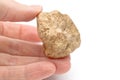 White truffle on the hand