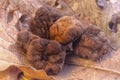 White truffle Tuber magnatum in the oak forest