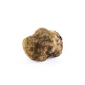 White truffle tuber magnatum pico from Alba, italy Royalty Free Stock Photo