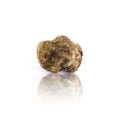 White truffle tuber magnatum pico from Alba, italy Royalty Free Stock Photo