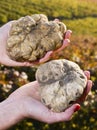 White truffles from Piedmont in the hands of a woman Royalty Free Stock Photo