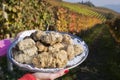 White truffles from Piedmont on the tray in the background hills Royalty Free Stock Photo