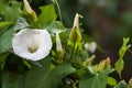 White trumpet flower, buds and leaves of the hedge bindweed Calystegia sepium a persistent perennial weed that twines around