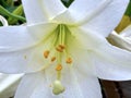 White Trumpet Lily Close Royalty Free Stock Photo