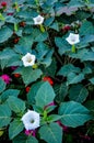 Beautiful downy thorn apple,Datura innoxia with white flower Royalty Free Stock Photo