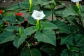 Beautiful downy thorn apple,Datura innoxia with white flower Royalty Free Stock Photo