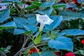 Beautiful downy thorn apple,Datura innoxia with white flower Royalty Free Stock Photo