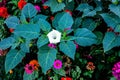 Beautiful downy thorn apple,Datura innoxia with white flower Royalty Free Stock Photo