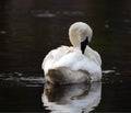 White Trumpeter Swan arching his graceful neck while preening in Yellowstone River in Yellowstone National Park in Wyoming US Royalty Free Stock Photo