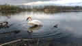 White Trumpeter Swan in Lake with Ripples Encircling Royalty Free Stock Photo