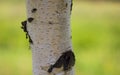 The white trunk of a birch with a black pattern on a green natural background close-up. Birch tree in Russia Royalty Free Stock Photo