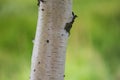 The white trunk of a birch with a black pattern on a green natural background close-up. Birch tree in Russia Royalty Free Stock Photo