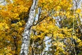 White trunk of birch and yellow leaves of maple