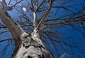 White trunk and branches of an old sycamore tree silhouetted against a blue sky