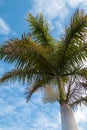 Blooming palm tree and a cloudy sky Royalty Free Stock Photo