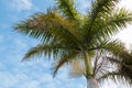 Blooming palm tree and a cloudy sky Royalty Free Stock Photo