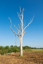 White trunk leafless dead tree in field of sunshine sunny day