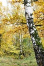 White trunk of old birch tree and colorful forest Royalty Free Stock Photo