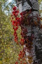 White trunk of a poplar similar to birch. Russian autumn. Red grapes around the white trunk. Blurred background of autumn Royalty Free Stock Photo