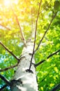 White trunk of a tree and a branch of a birch in a sunlight. Beautiful summer background Royalty Free Stock Photo