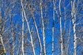 The white trunks of bare birch trees set against a blue sky Royalty Free Stock Photo