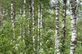 White trunks of birches in a dense green forest, nature abstract background Royalty Free Stock Photo