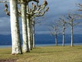 White trunks in winter