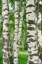 White trunks of young birches in early summer. The wind rustles young birch leaves. Russian national symbol. Royalty Free Stock Photo