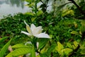 A white tuberose with green leaf