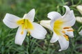 White tubular lilies