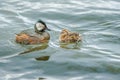 White-Tufted Grebe Royalty Free Stock Photo