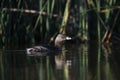 White tufted grebe, La Pampa,