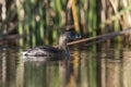 White tufted grebe, La Pampa