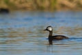 White tufted Grebe, La Pampa Province,