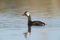 White tufted Grebe, La Pampa