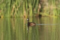 White tufted Grebe, La Pampa Province,