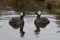 White-tufted Grebe Rollandia rolland rolland