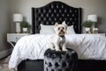 white tufted headboard against black velvet pet bed Royalty Free Stock Photo