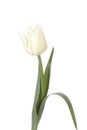 White tulip