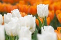 White tulip