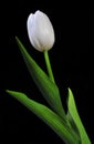 White tulip Royalty Free Stock Photo
