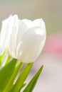 White tulip Royalty Free Stock Photo
